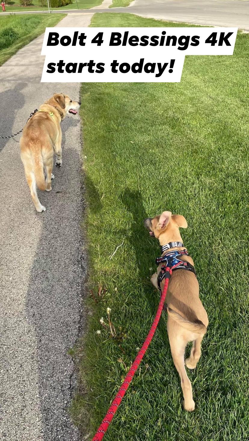 Dogs participating in Bolt 4 Blessings